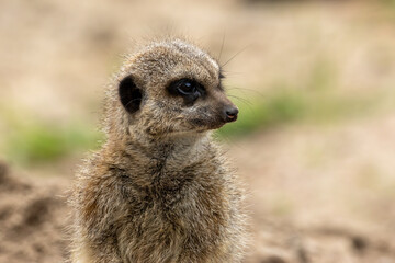 Fototapeta premium Cute and funny meerkat looking around on guard on sentry duty