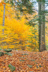 Yellow hiking trail from Rabka-Zdrój to Luboń Wielki in Beskid Wyspowy (Poland) on an autumn day - obrazy, fototapety, plakaty