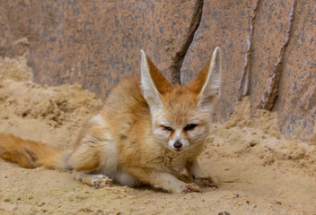 Fennec fox lying down in the sand