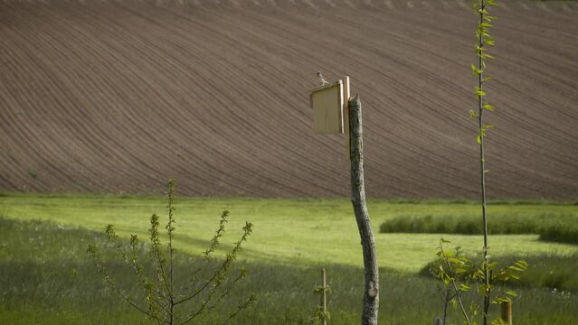 A sparrow on a bird house is chased away by a blue tit