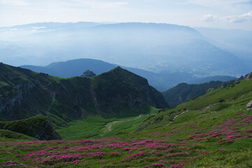 Naklejka premium landscape with flowers, Tiganesti Saddle, Bucegi Mountains, Romania 