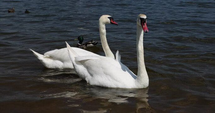 white swan floating on the river in sunny weather, white swans hissing in the summer on the lake