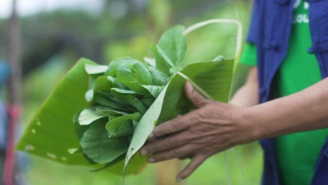 Farmer's hands holding or harvesting kale plants in the plantation