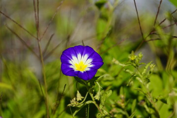 Ipomoea nil is a species of Ipomoea morning glory known by several common names, including picotee...