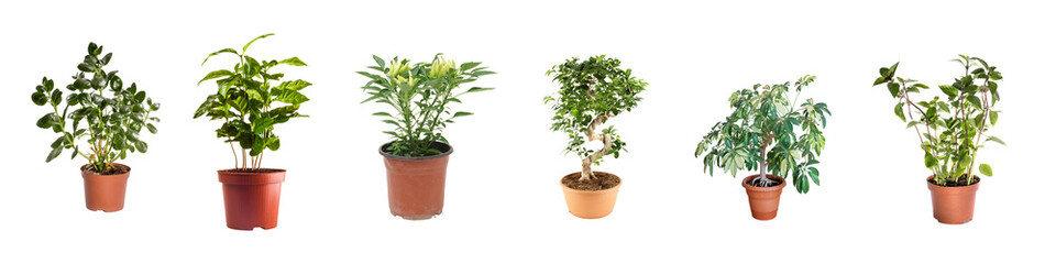 Collection of beautiful 3D Plants in ceramic pots isolated on transparent background