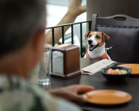 Cute Small Dog Jack Russell Terrier And Elderly Man Sitting At Served Dining Table In Pet Friendly Restaurant.