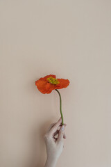 Woman's hand holding beautiful red pink poppy flower on beige background. Aesthetic minimal floral...