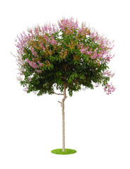 The Lagerstroemia floribunda, also known as Thai crape myrtle and kedah bungor isolated on white background.
