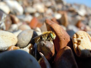 Silvery Leaf Cutter Bee Amongst Shore Pebbles