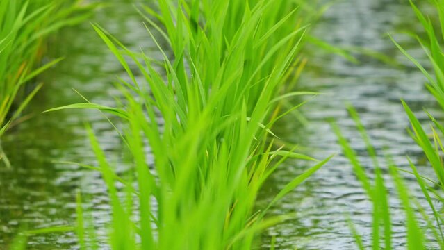 Rice seedlings in mid-summer in a paddy field, in the process of growing