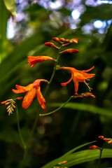 Photo macro d'une fleur tropicale nommé le Chèvrefeuille du Cap