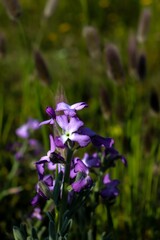 Macro photo d'une violette en prairie
