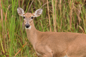 Female white tailed deer in a long grass field