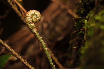 New Fern Spiral Shape