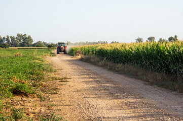 Tractor rojo circulando por un camino junto a un campo de cultivo de maíz.