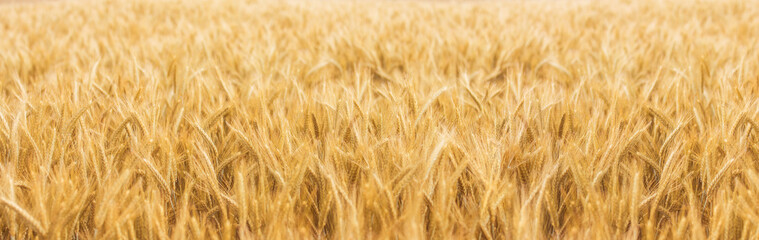 Golden wheat field under summer sunlight, symbolizing agriculture and nature's growth.
