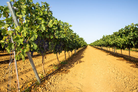 Imagen de un viñedo en espalderas cargado de uvas verdes y rojas, con perspectiva de alejamiento.