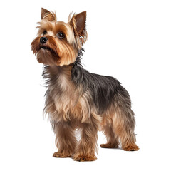 Studio portrait of yorkshire terrier a white isolated backdrop