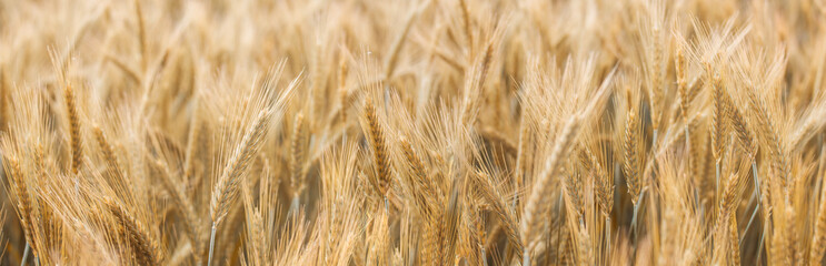 Golden wheat field under summer sunlight, symbolizing agriculture and nature's growth.