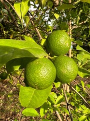 lime on tree