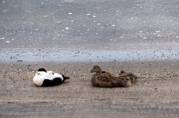 Family of eider ducks resting on shore