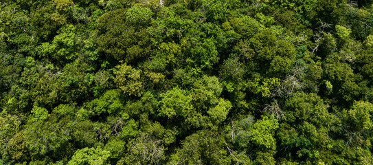 aerial view of dark green forest Abundant natural ecosystems of rainforest. Concept of nature forest preservation and reforestation.	