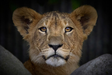 Lion (Panthera leo)