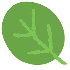 Drawing of green leaf isolated on transparent background for usage as an illustration, a decorative element, nature and springtime concept