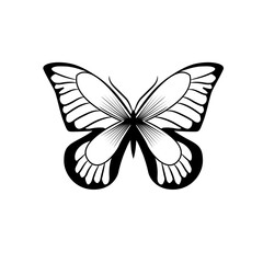 illustration of butterfly vector