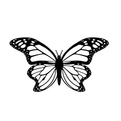butterfly illustration