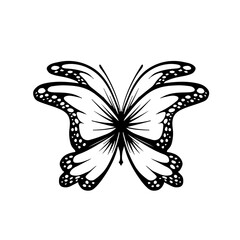 illustration of butterfly vector