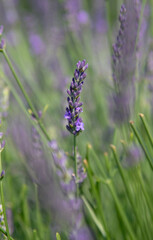 Naklejka premium Lavender sprig in a farm field