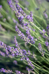 Lavender farm field