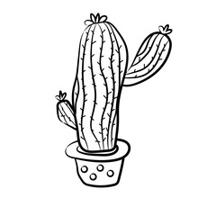 Fototapeta premium cactus in a pot