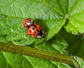 Mating ladybugs