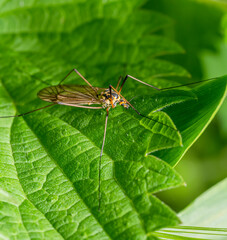 Spotted crane fly