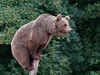 Obraz premium Brown bear (Ursus arctos)