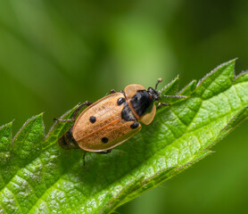 Four-spotted carrion beetle
