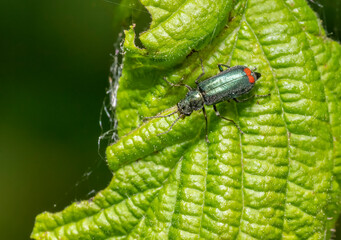 Malachite beetle