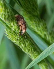 Bird-dropping weevil