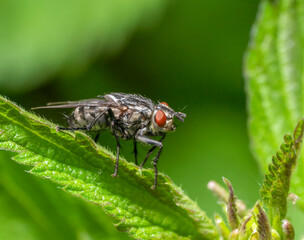 Fly on nettle leaf