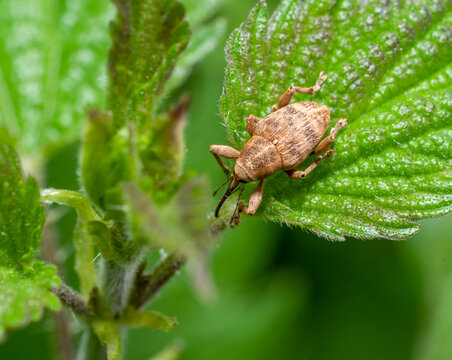 Acorn weevil