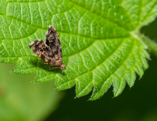 Common nettle-tap