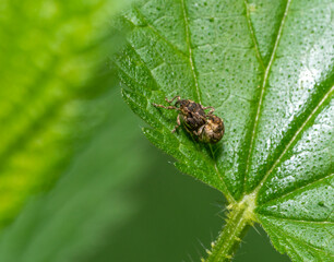 Spotted nettle weevils