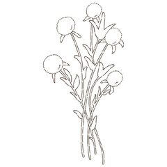 Wildflower, herbs, herbaceous flowering plants, blooming flowers Hand drawn