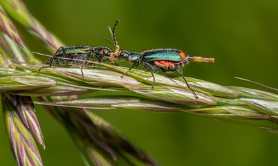 Malachite beetles
