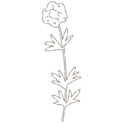 Wildflower, herbs, herbaceous flowering plants, blooming flowers Hand drawn