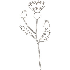 Wildflower, herbs, herbaceous flowering plants, blooming flowers Hand drawn