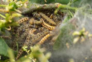 Ermine moth larvae