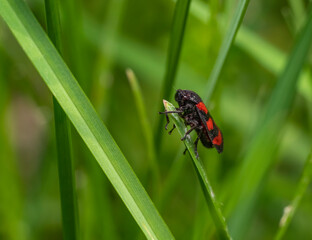 Black-and-red froghopper